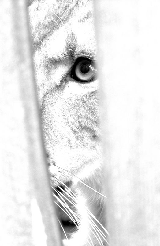 The Lion (...sadly from behind the fence...)