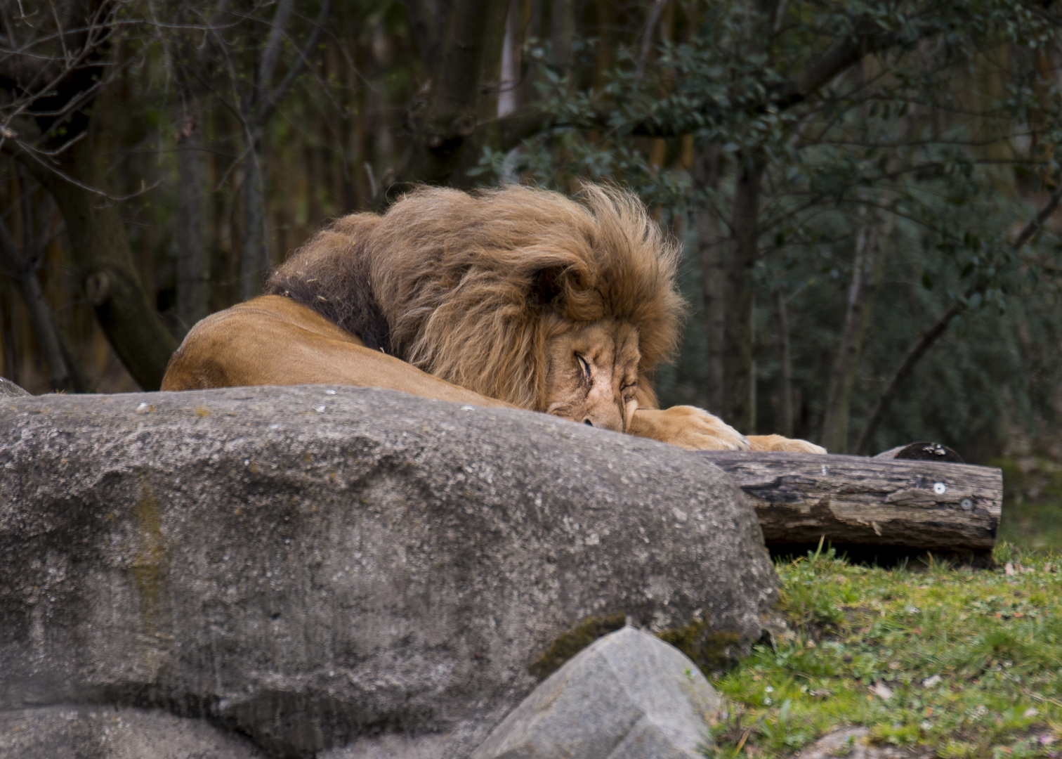 the lion sleep tonight