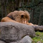 the lion sleep tonight