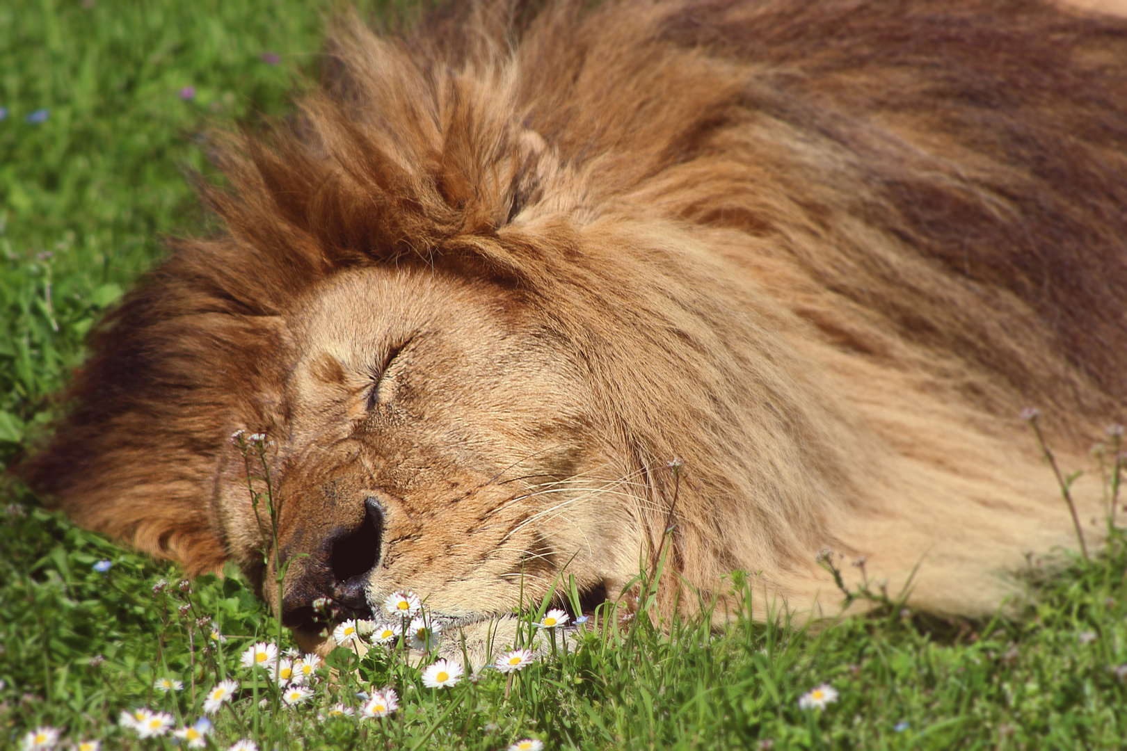 The lion sleeps..