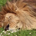 The lion sleeps..