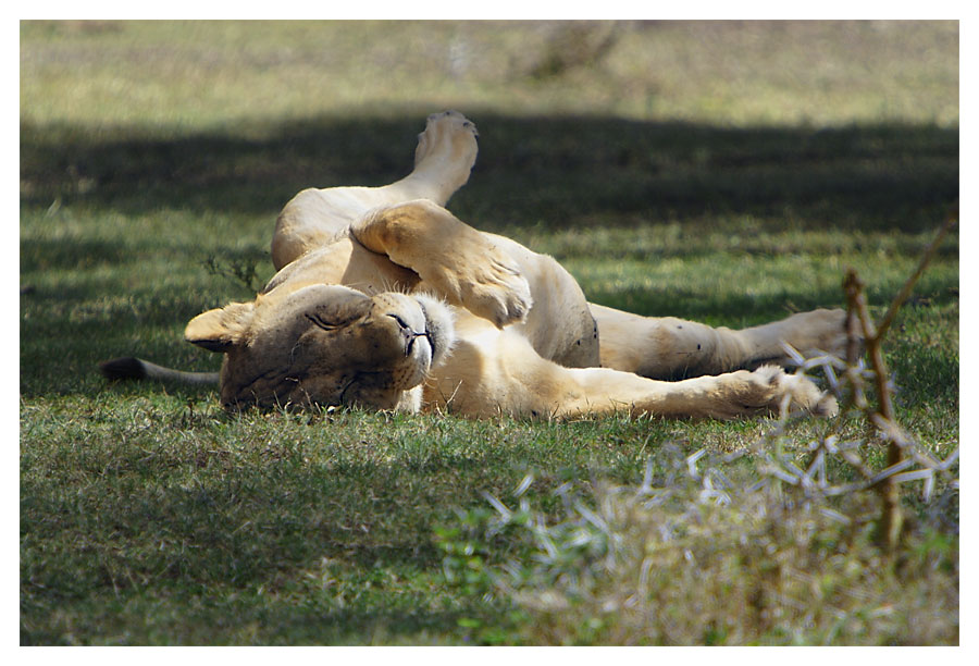 the Lion sleeps ... always