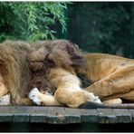 The Lion sleeps...