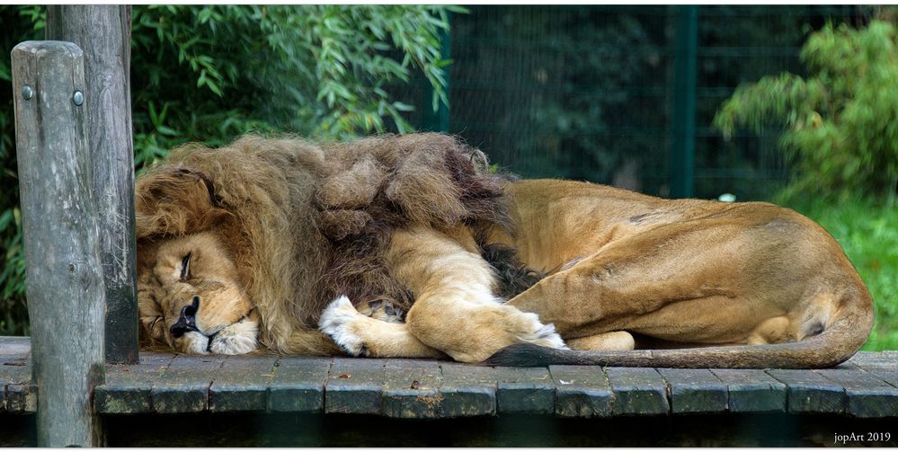 The Lion sleeps...