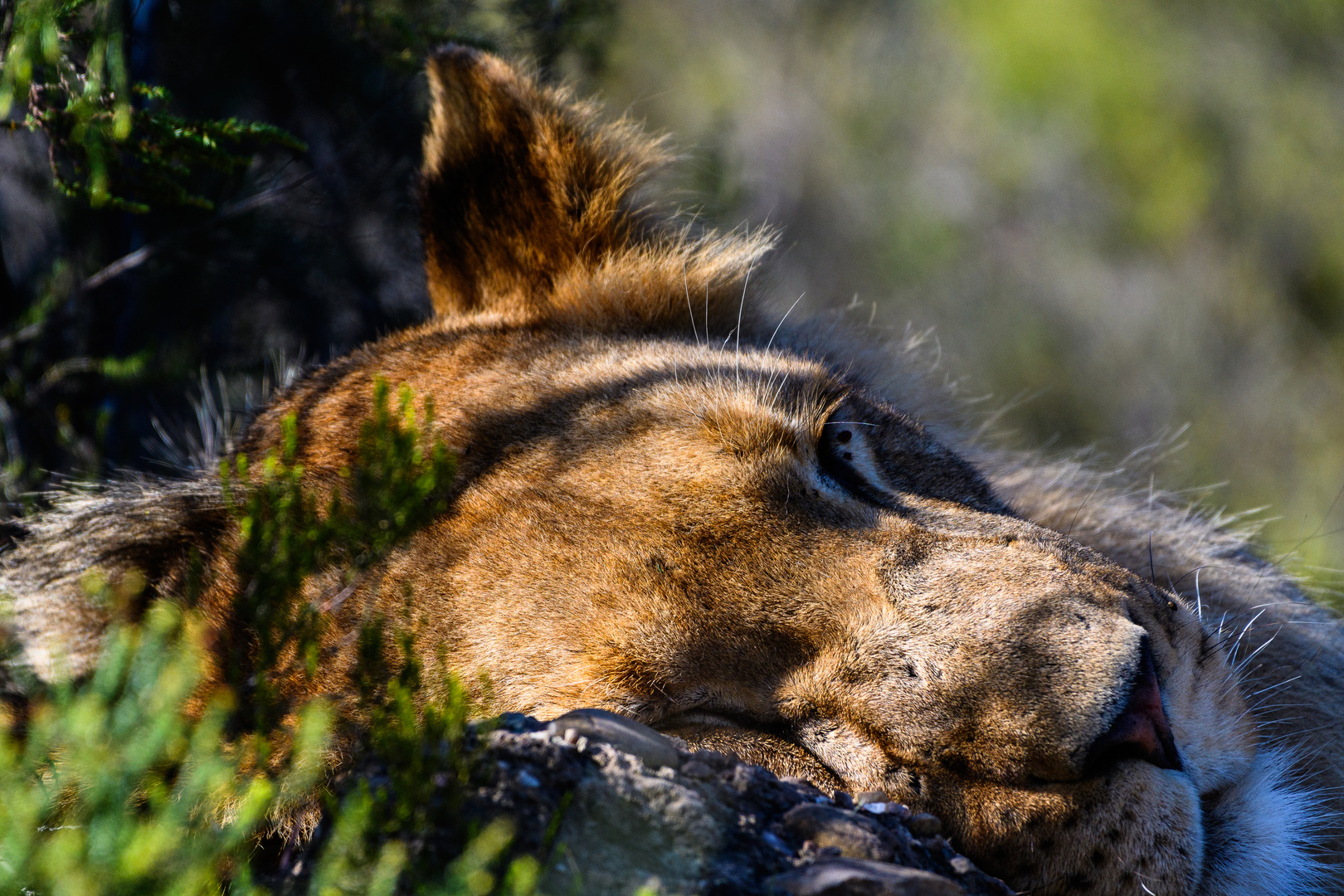 The Lion sleeps to-day