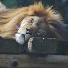 the lion sleeps today...