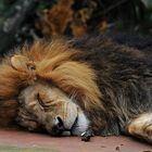 The lion sleeps today...