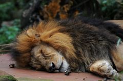 The lion sleeps today...
