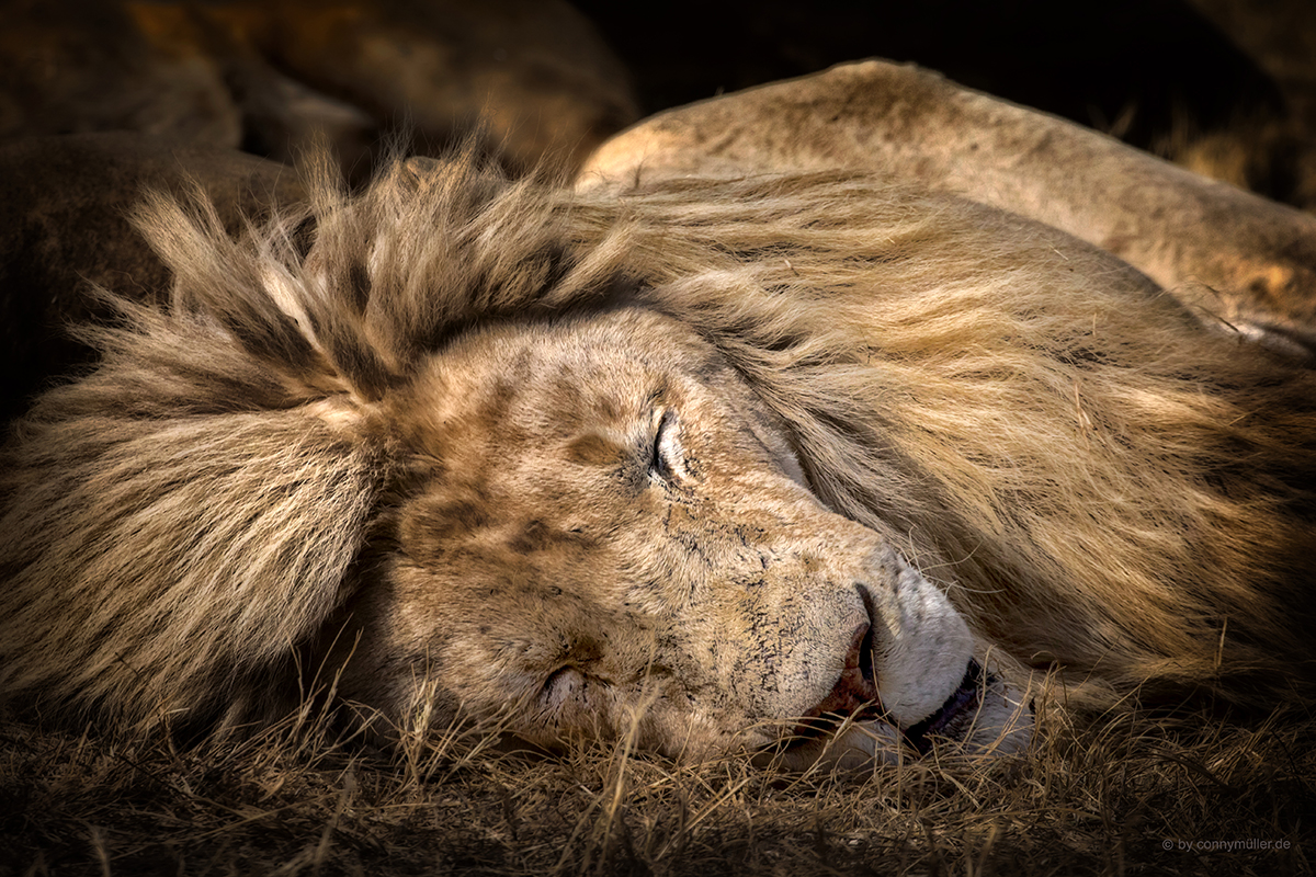 The Lion Sleeps Today