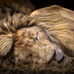 The Lion Sleeps Today