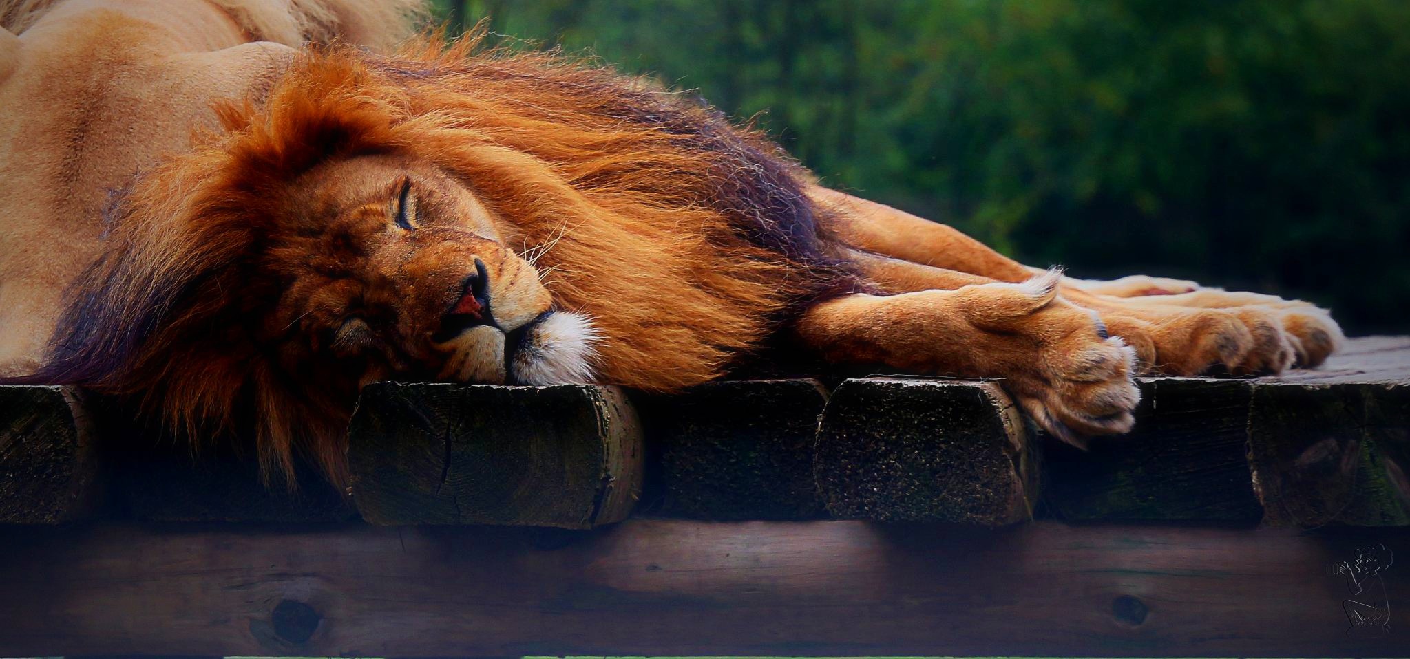 "The lion sleeps today (tonight)...