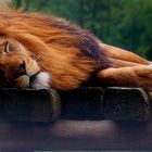 "The lion sleeps today (tonight)...