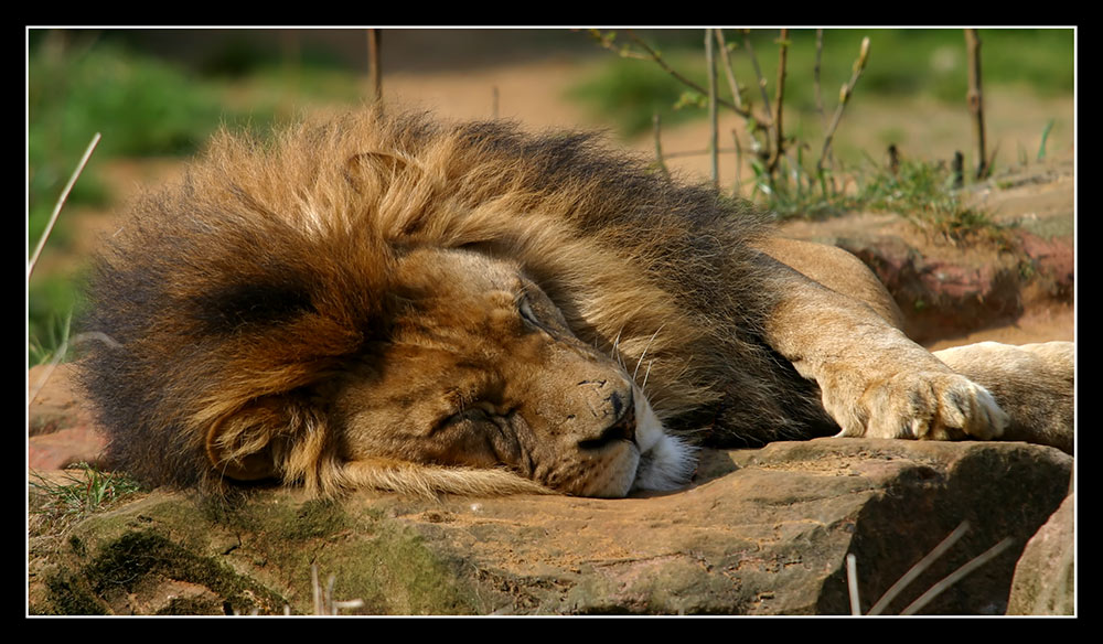 The Lion Sleeps Tonight