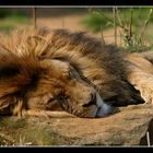 The Lion Sleeps Tonight