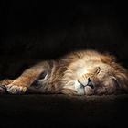 The Lion sleeps tonight