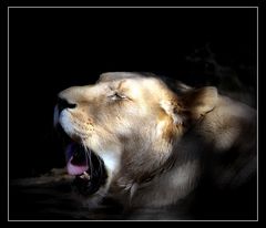 The Lion Sleeps Tonight