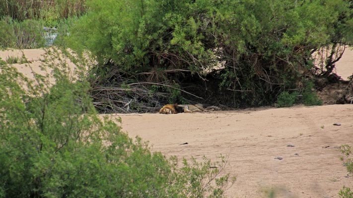 The lion sleeps tonight