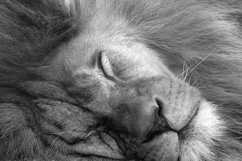 ... The Lion Sleeps Tonight ...