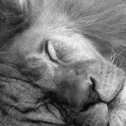 ... The Lion Sleeps Tonight ...