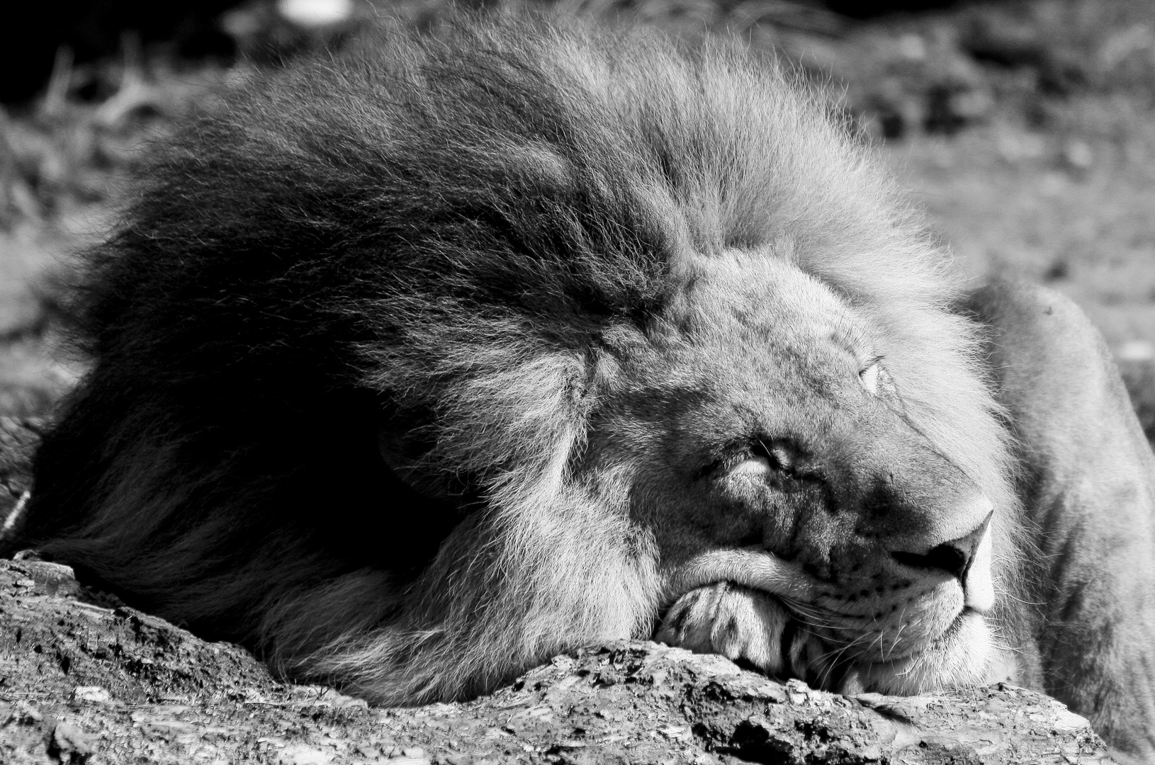 The lion sleeps tonight