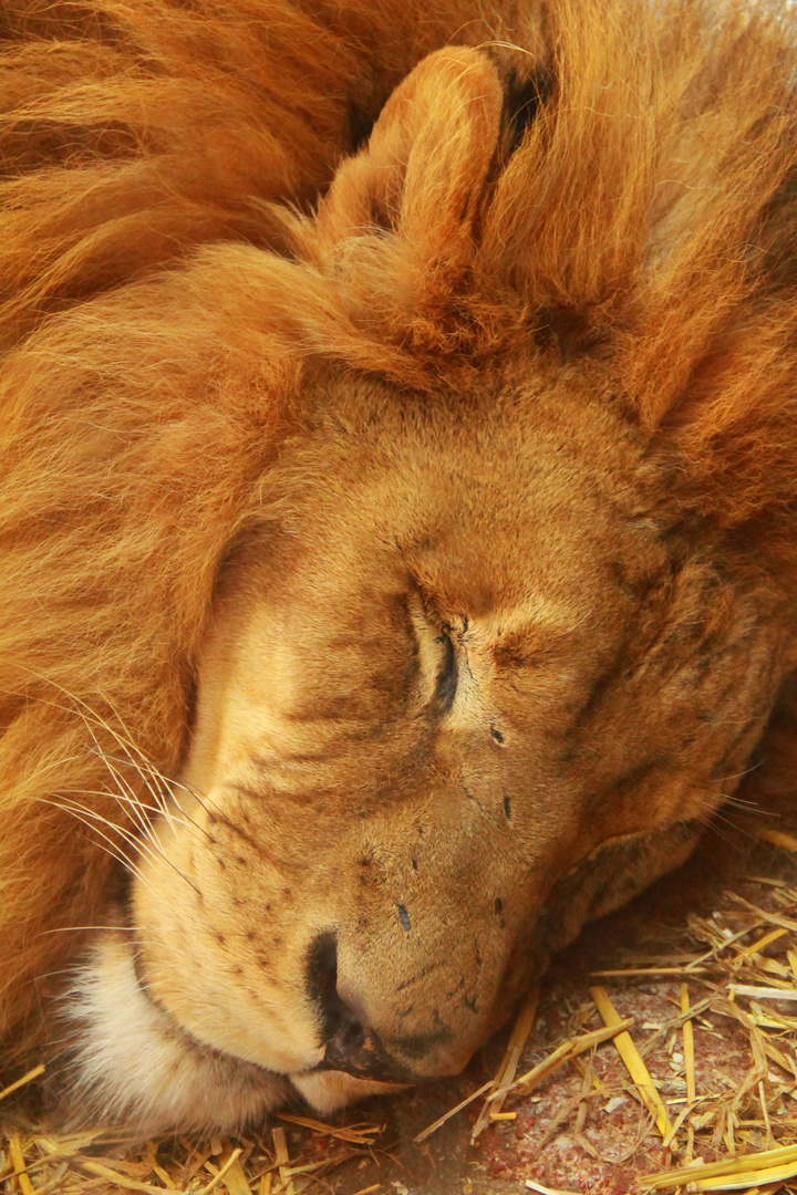 The lion sleeps tonight