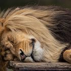 The Lion sleeps tonight