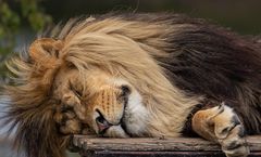 The Lion sleeps tonight