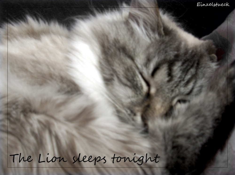 - the Lion sleeps tonight -