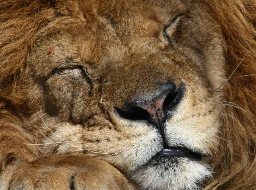 the lion sleeps tonight....