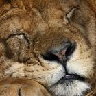 the lion sleeps tonight....