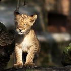 The lionbaby