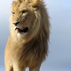 The Lions King