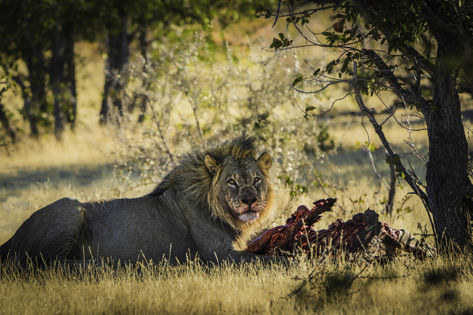 The lion's lunch II