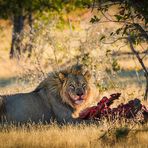 The lion's lunch II