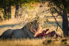 The lion's lunch II