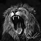 The Lions Roar