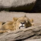 The Lions sleep tonight