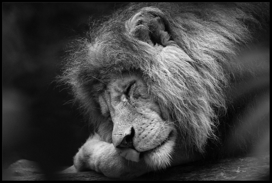 the lions sleep tonight