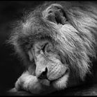 the lions sleep tonight