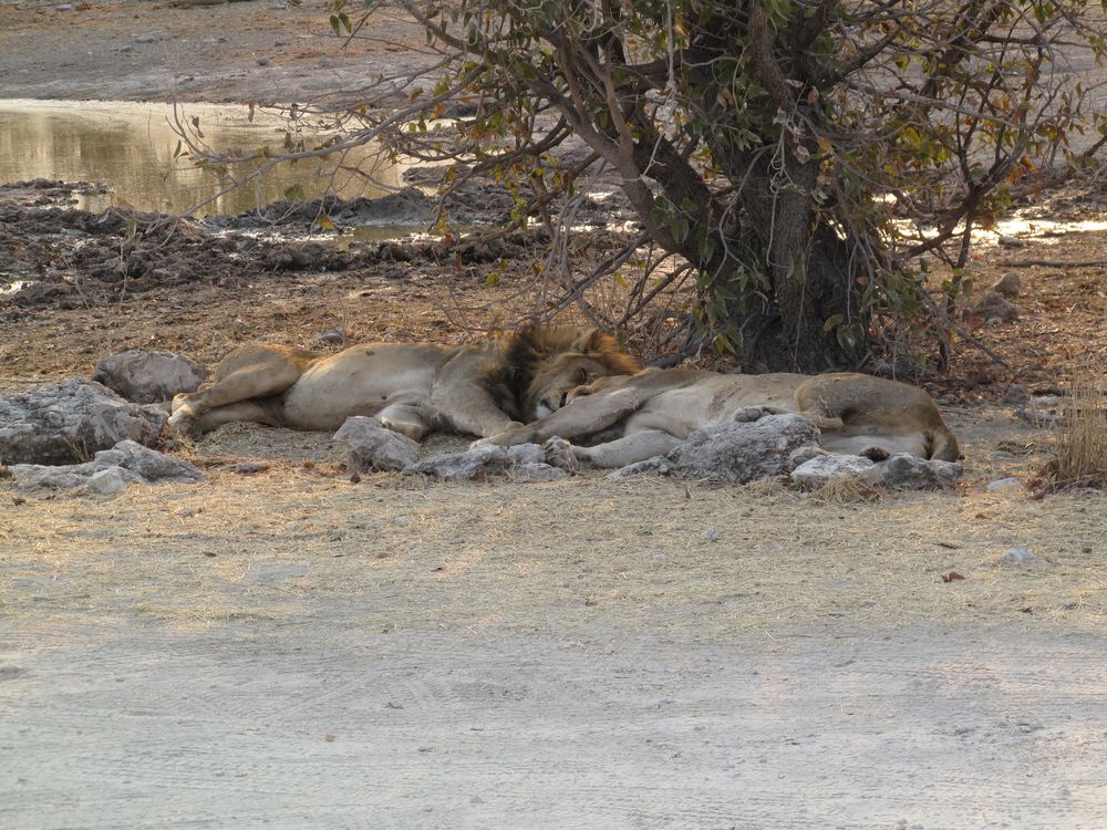 The lions sleep tonight... von CorneliaZeh 