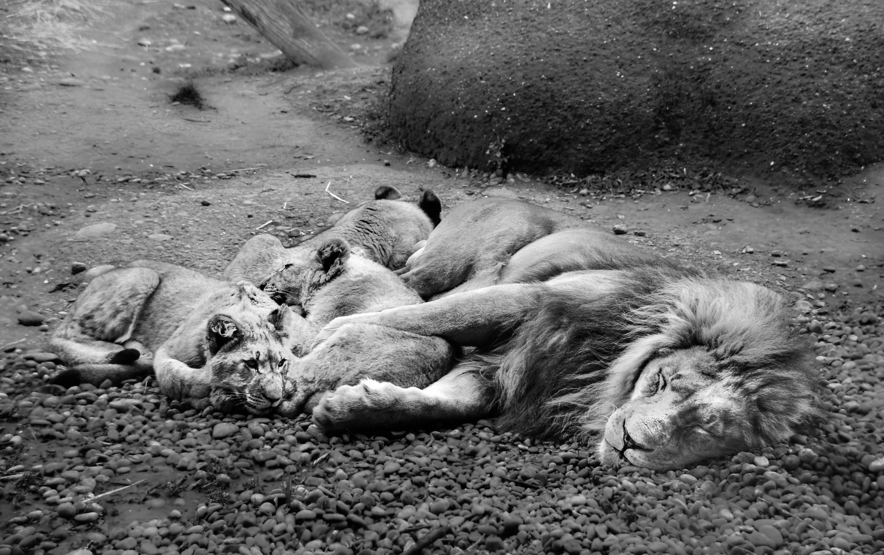 the lions sleeps today