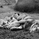 the lions sleeps today