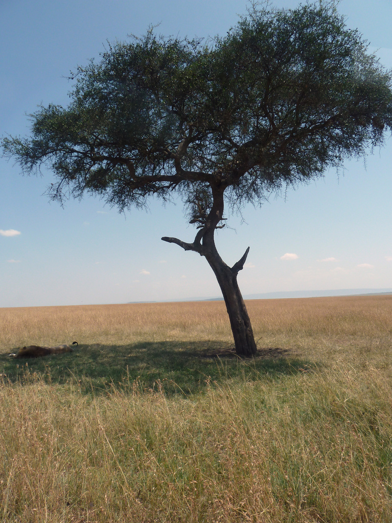 The lion's tree