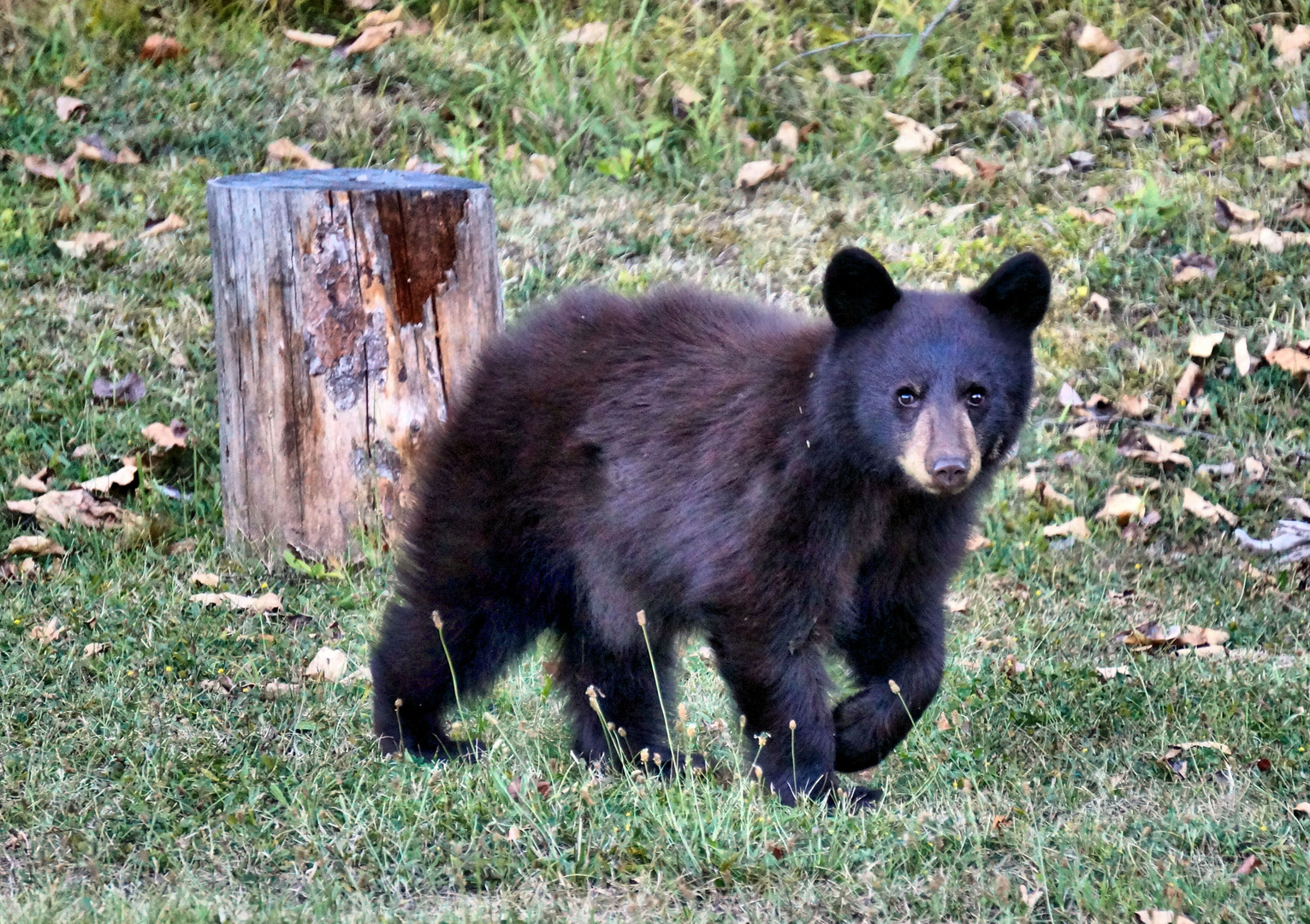 The Little Bear 