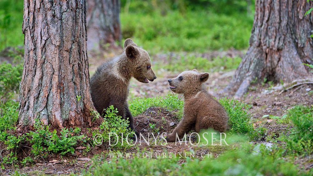 The little bears