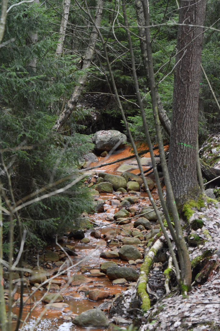 The little brook on forest