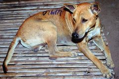 The Little Brother "Tii Lek" at the Chong Mek market