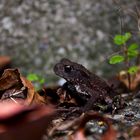 The Little Bufo bufo