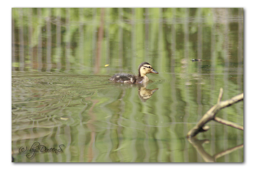 The little Duck...