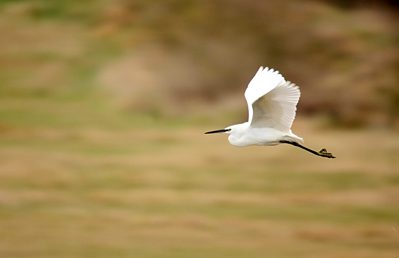 The Little Egret